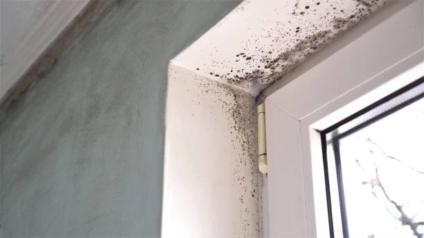 Best Attic Mold Removal  in Lisle, IL